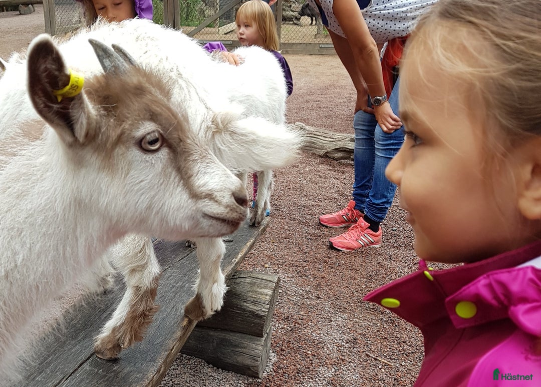  medryttarhäst sökes: Söker att få bli Medryttare - Annons 3
