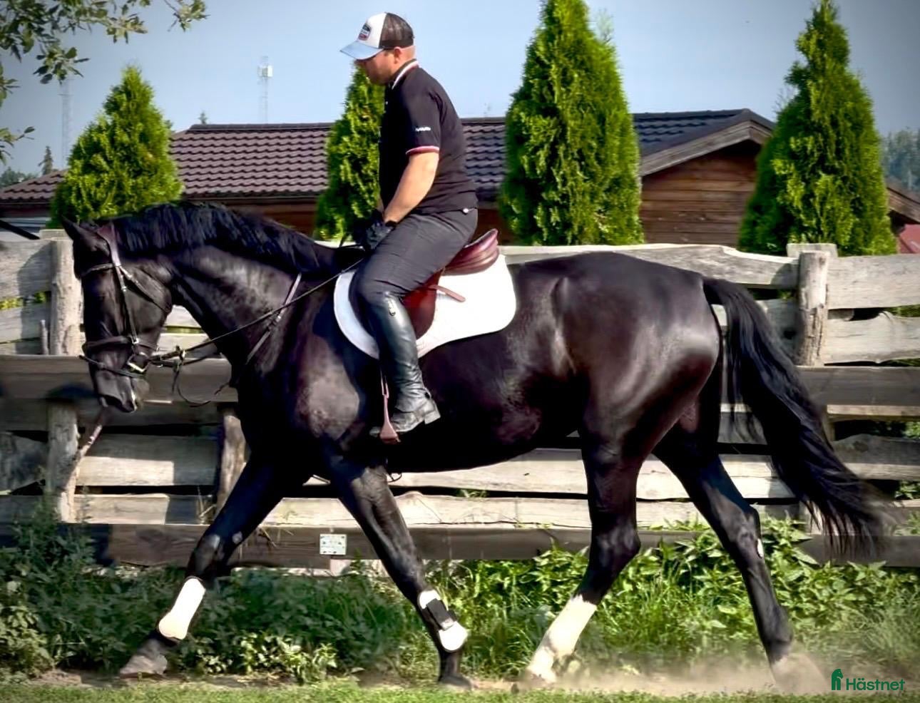  hästar Black Pearl Waria – Exceptional 5-Year-Old Mare - Annons 1