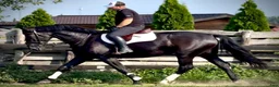 Allround hästar till salu: Black Pearl Waria – Exceptional 5-Year-Old Mare - Annons 1