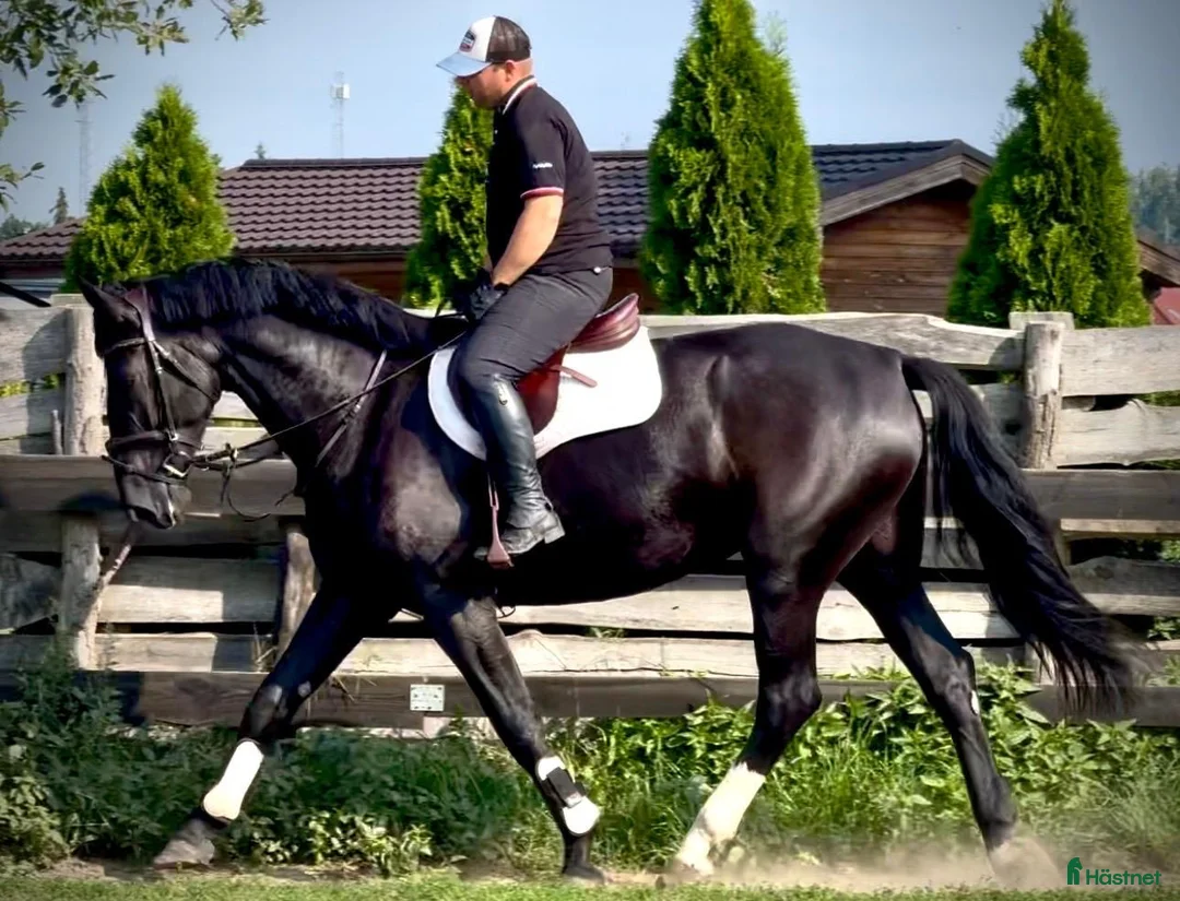 Allround hästar till salu: Black Pearl Waria – Exceptional 5-Year-Old Mare - Annons 1
