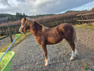 hästar Uttrycksfullt hingstföl - Annons 1