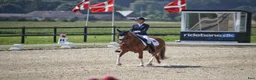Dressyr hästar till salu: Super schoolmaster  - Annons 2