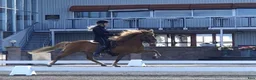 Island hästar till salu: Lovande, mjuk och nyfiken. i Vagnhärad - Annons 2