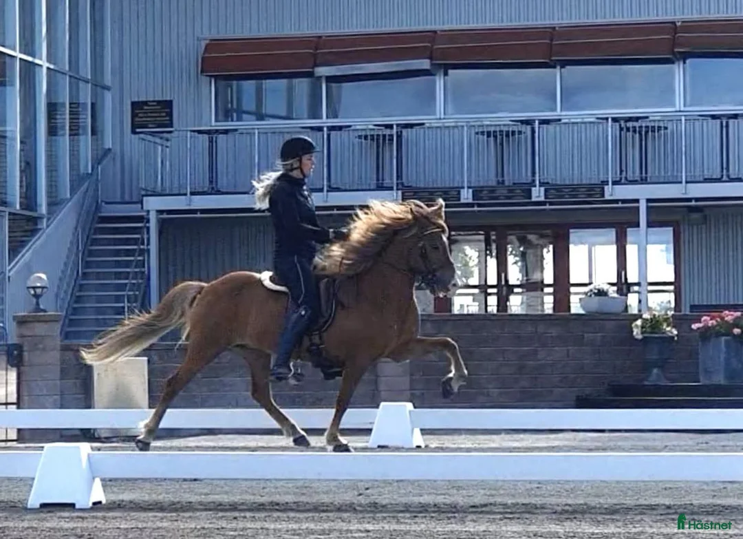 Island hästar till salu: Lovande, mjuk och nyfiken. i Vagnhärad - Annons 2