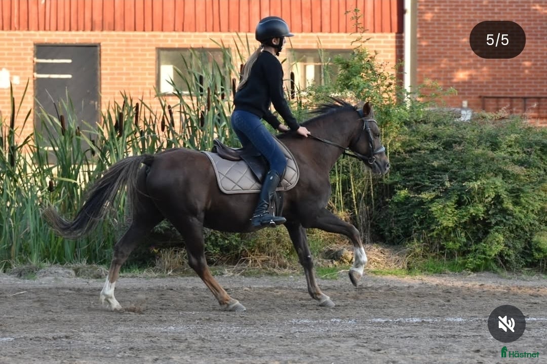 Allround hästar till salu: C-ponny till salu   i Billesholm - Annons 3