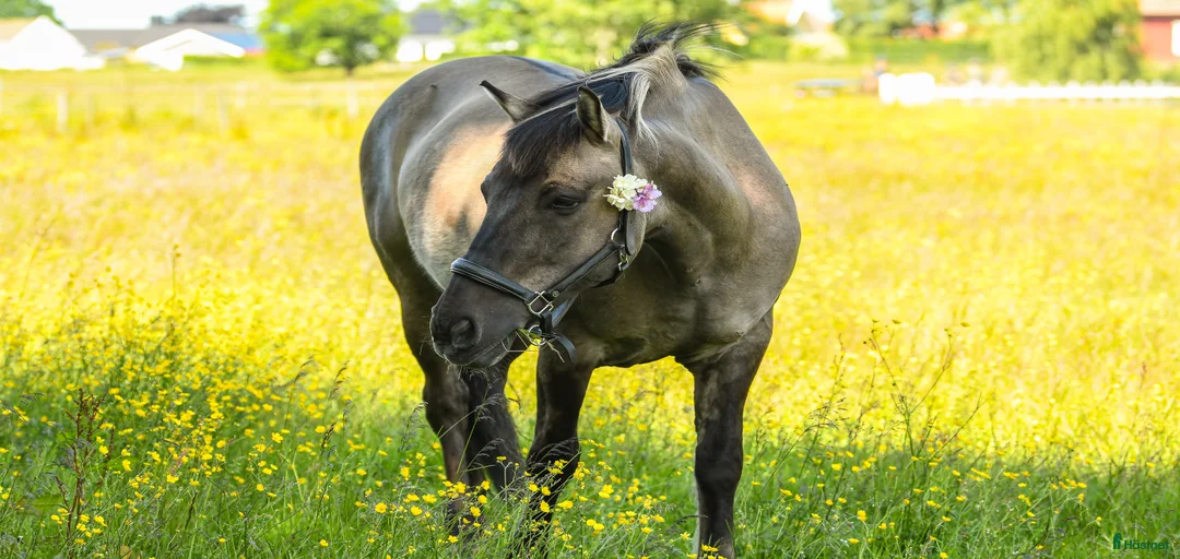 Galleribild {{count}}