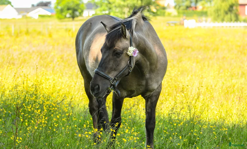 Galleribild {{count}}