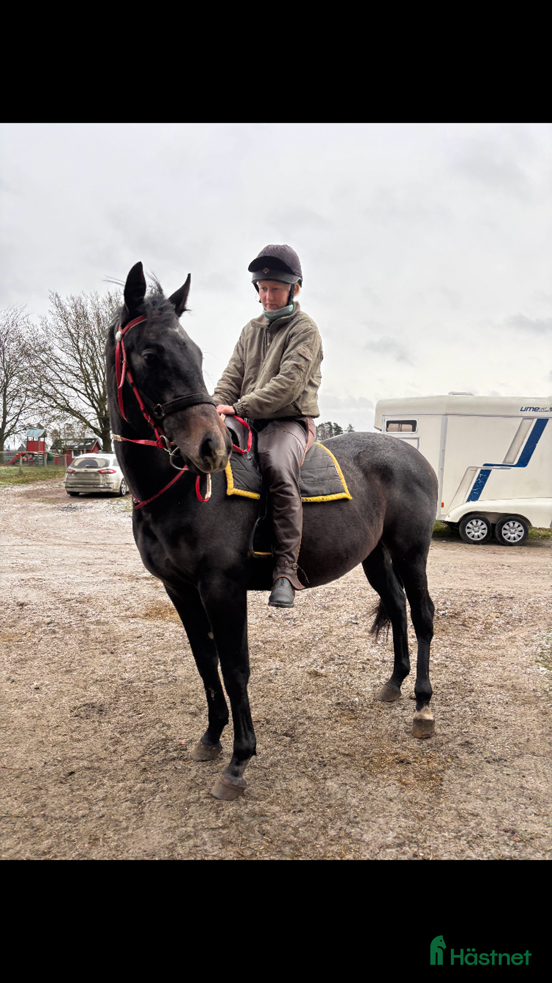 Allround hästar till salu: Trevlig unghäst med utstrålning  i Skara - Annons 3