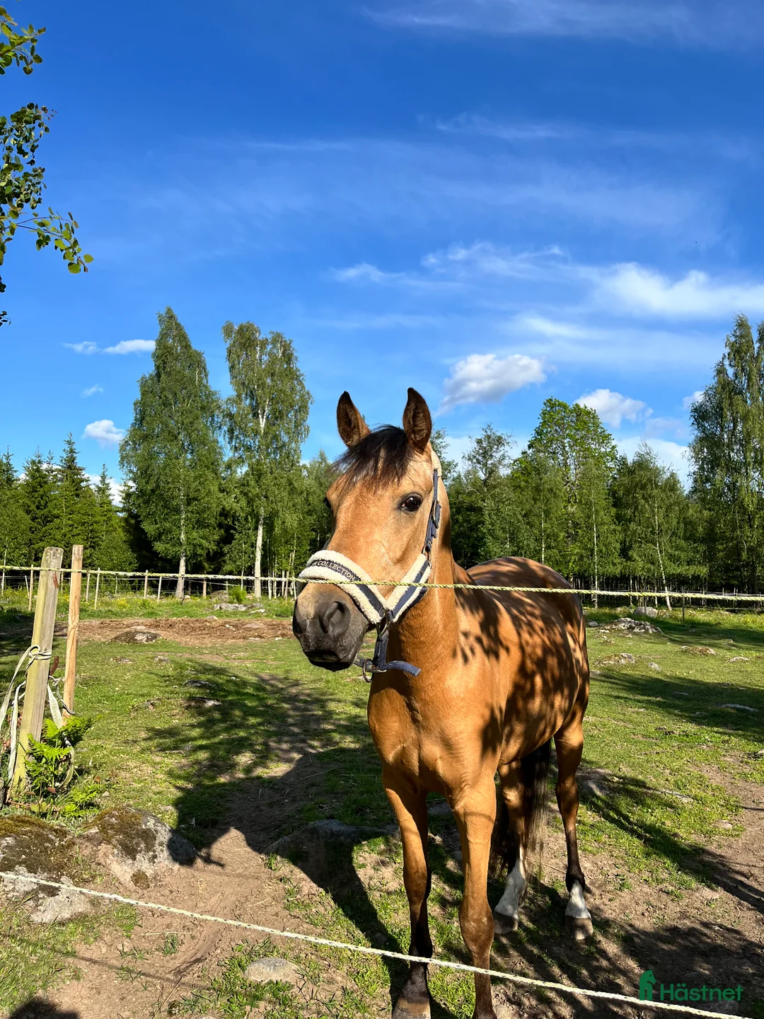 Allround hästar till salu: Multitalang med potential  i Nybro - Annons 1