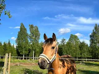 hästar Multitalang med potential i Nybro - Annons 11