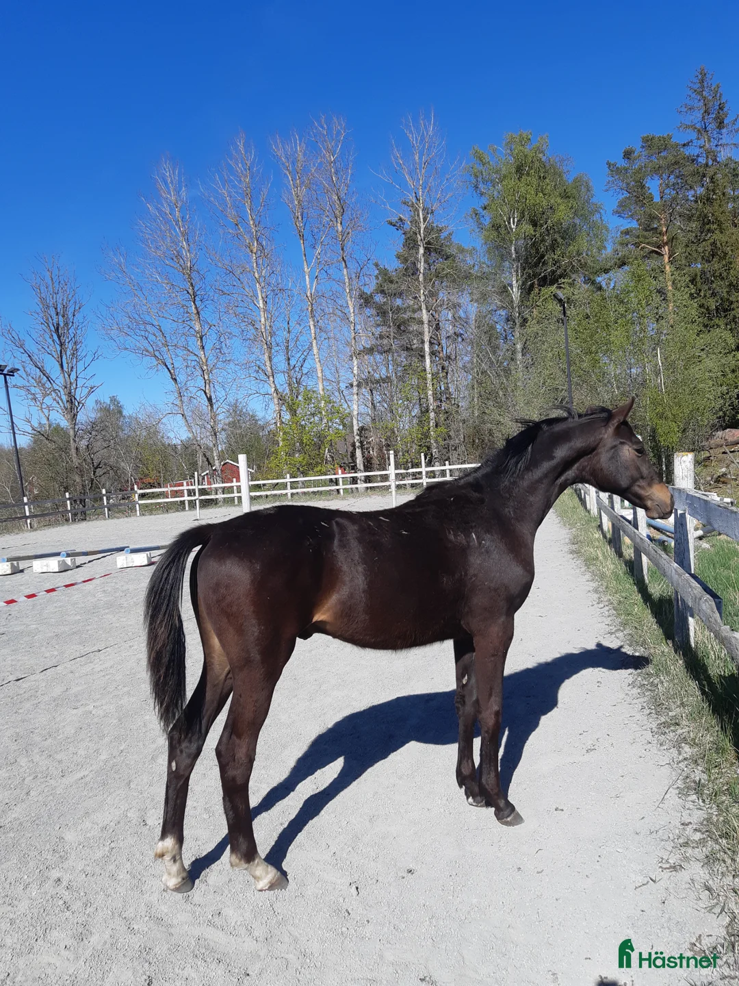 Hoppning hästar till salu: Stilig kille - Annons 1