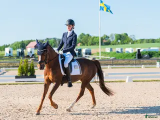 hästar Dressyrponny med utstrålning - Annons 12