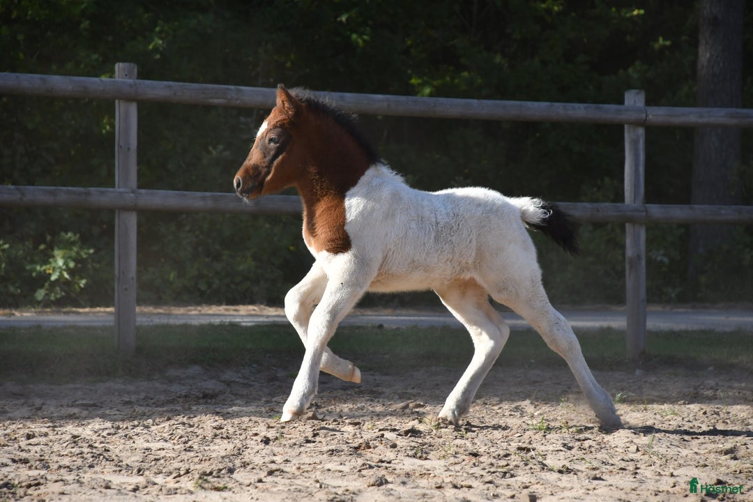 Island hästar till salu: Hingstföl med utstrålning! i Blentarp - Annons 5