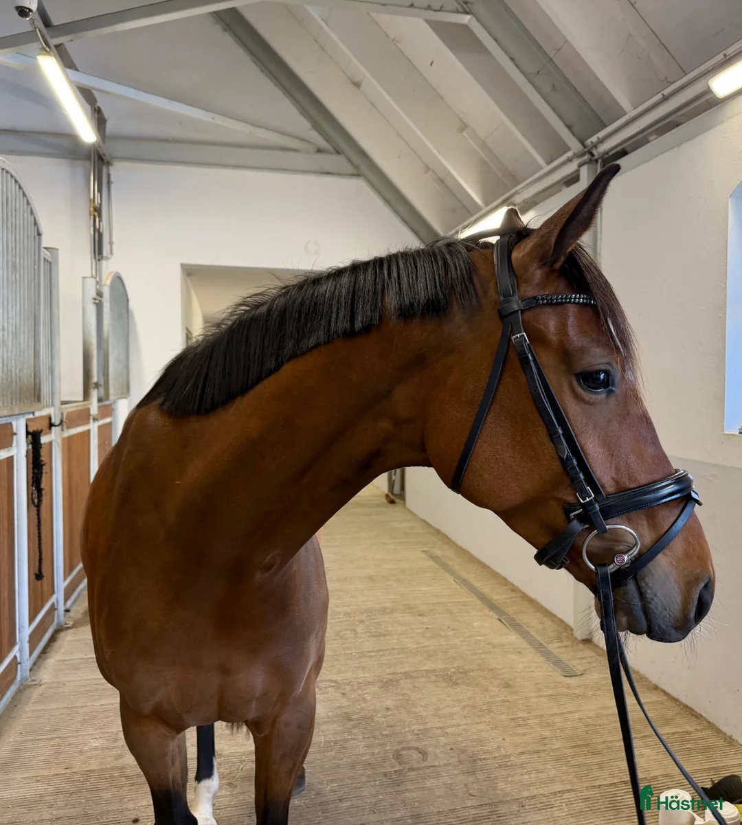 Dressyr hästar till salu: Dressyrstjärna med toppstam! - Annons 4