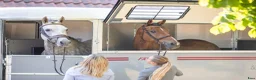 Hästtransporter  fordon & transport till salu: Fautras Oblic+2 för omgående leverans - Annons 1