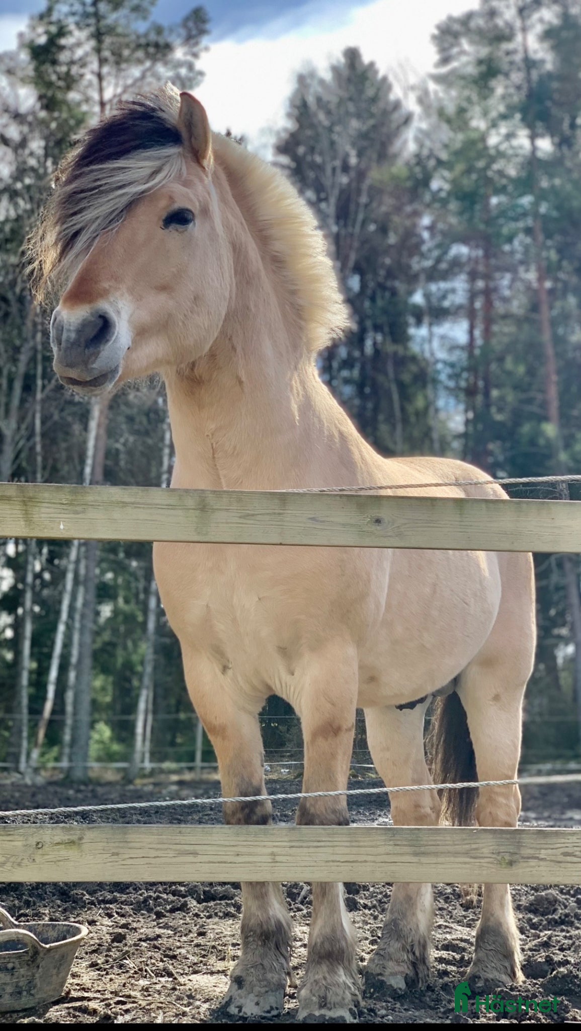  foderhäst Fjording vallack önskar fodervärd  - Annons 1