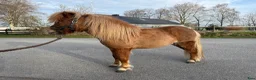 Allround hästar till salu: Minishetland  - Annons 3