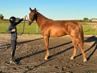 hästar Fantastiskt framtidslöfte - Annons 12