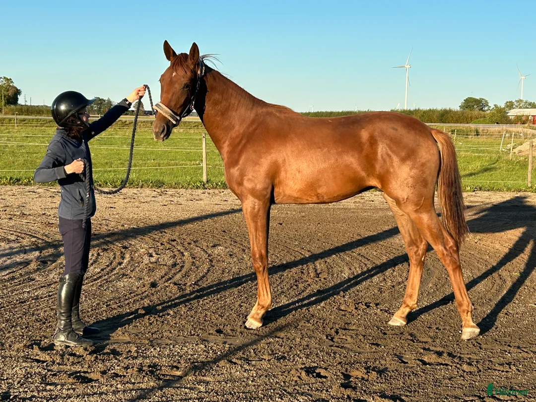 Dressyr hästar till salu: Fantastiskt framtidslöfte  - Annons 1