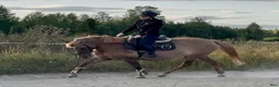 Allround hästar till salu: En riktig liten kalaspingla - Annons 9