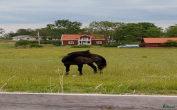 Hoppning hästar till salu: Fin läromästare till salu i Jönköping - Bild 1