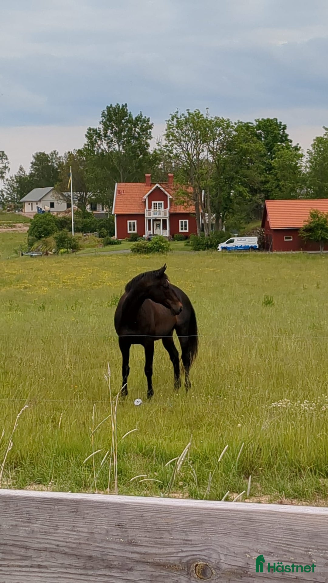 Hoppning hästar till salu: Fin läromästare till salu i Jönköping - Bild 1