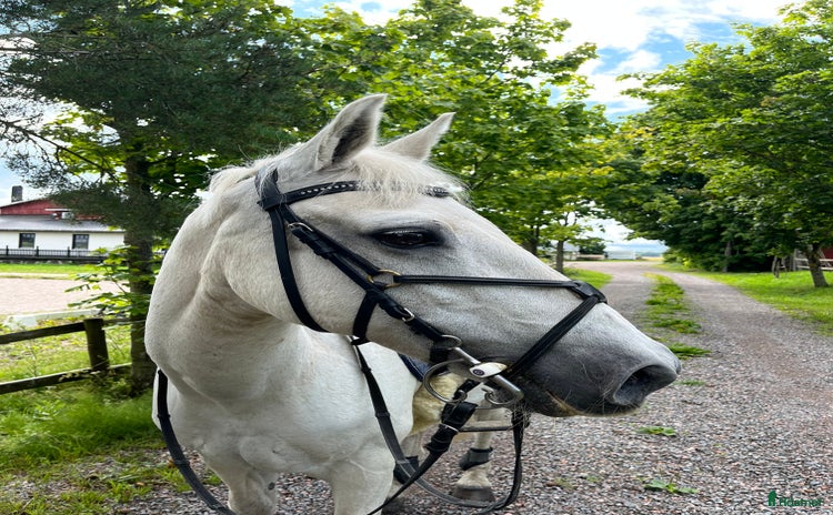  foderhäst i Kumla - Annons 15