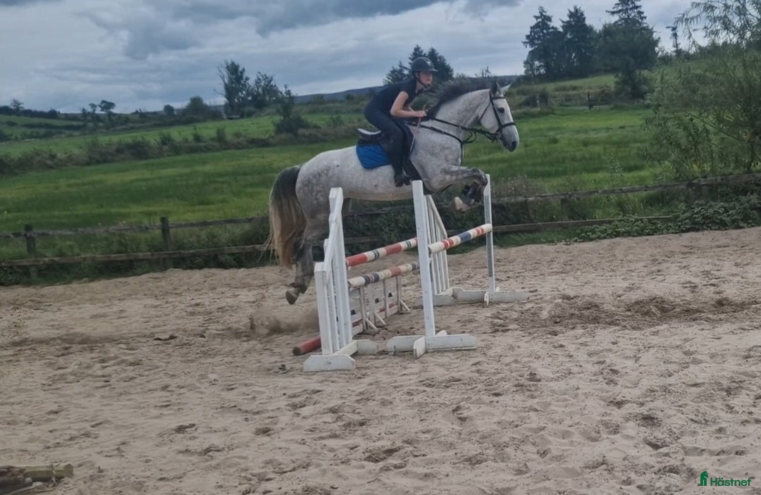 Hoppning hästar till salu: Amazing pony i Göteborg - Annons 8