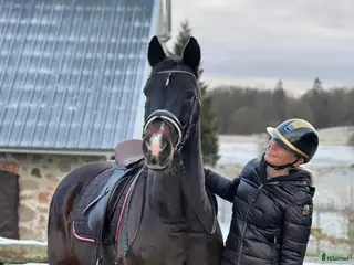 hästar Sportkörning/Ridning - Annons 1