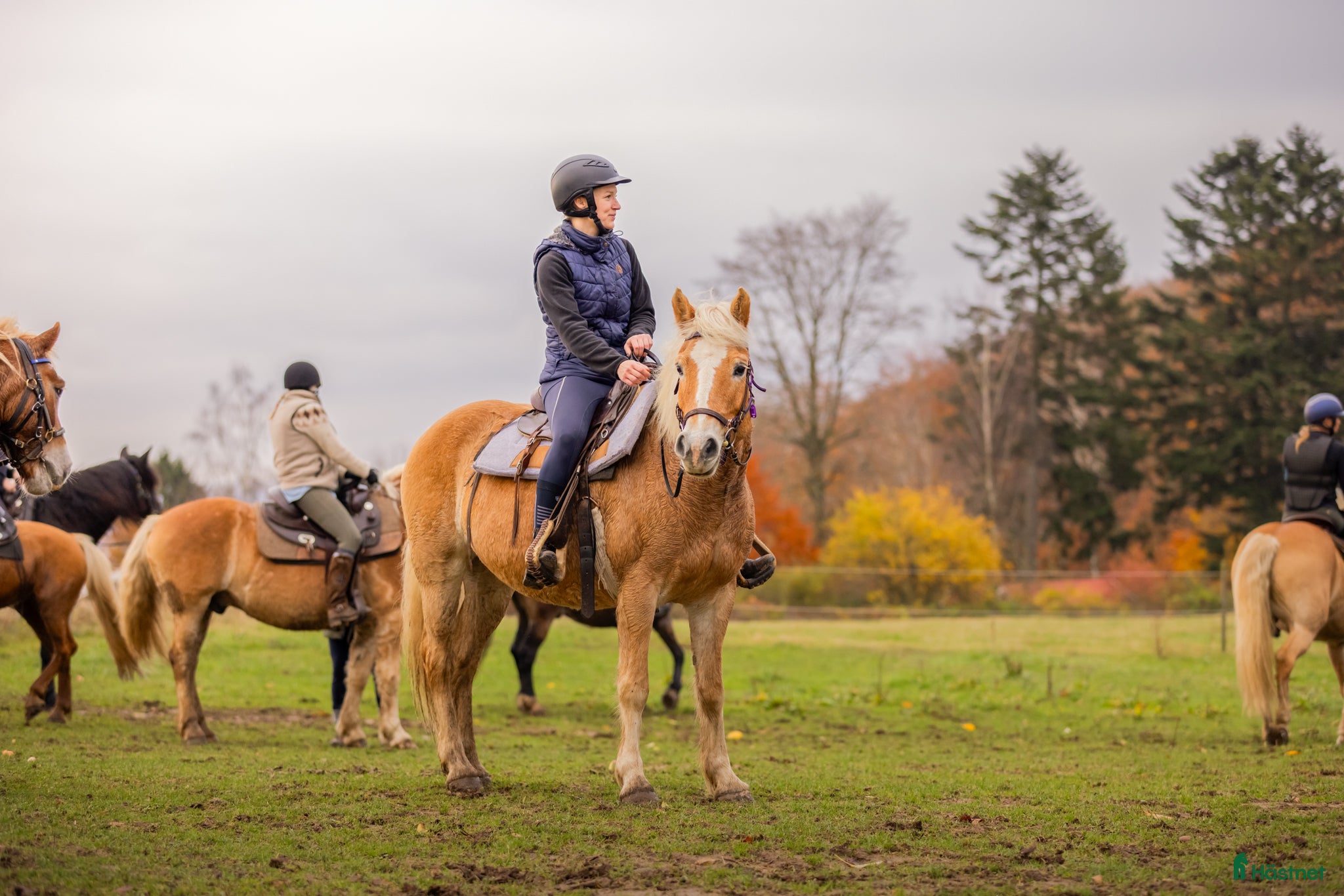  hästar Skogsmulle söker nytt hem!  i Ljungbyhed - Annons 18