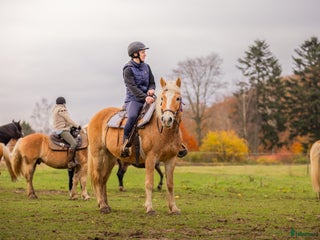 hästar Skogsmulle söker nytt hem! i Ljungbyhed - Annons 18