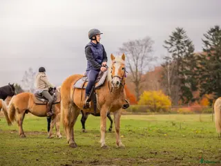 hästar Skogsmulle söker nytt hem! i Ljungbyhed - Annons 4