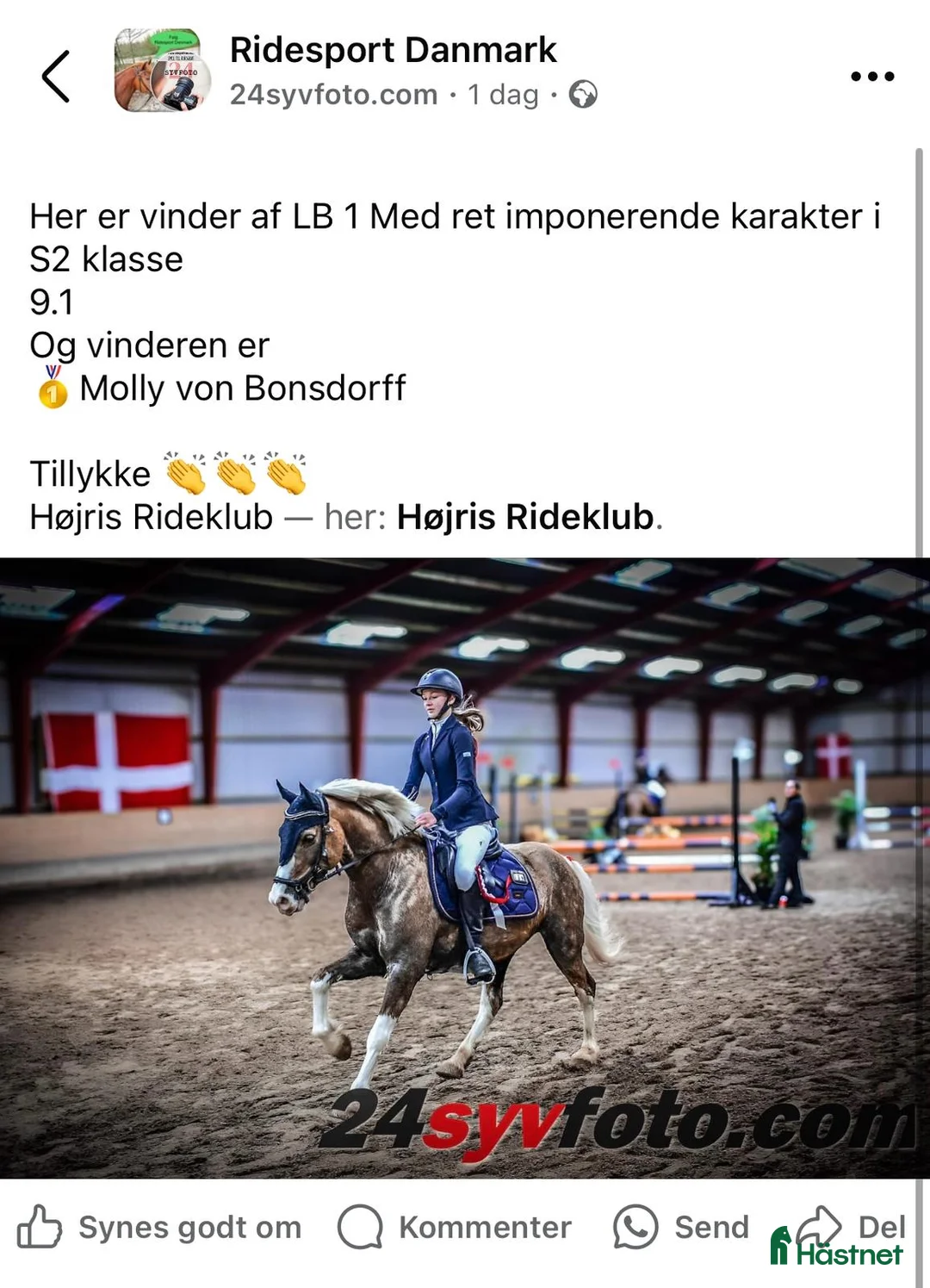 Hoppning hästar till salu: Stjernepony  - Annons 12