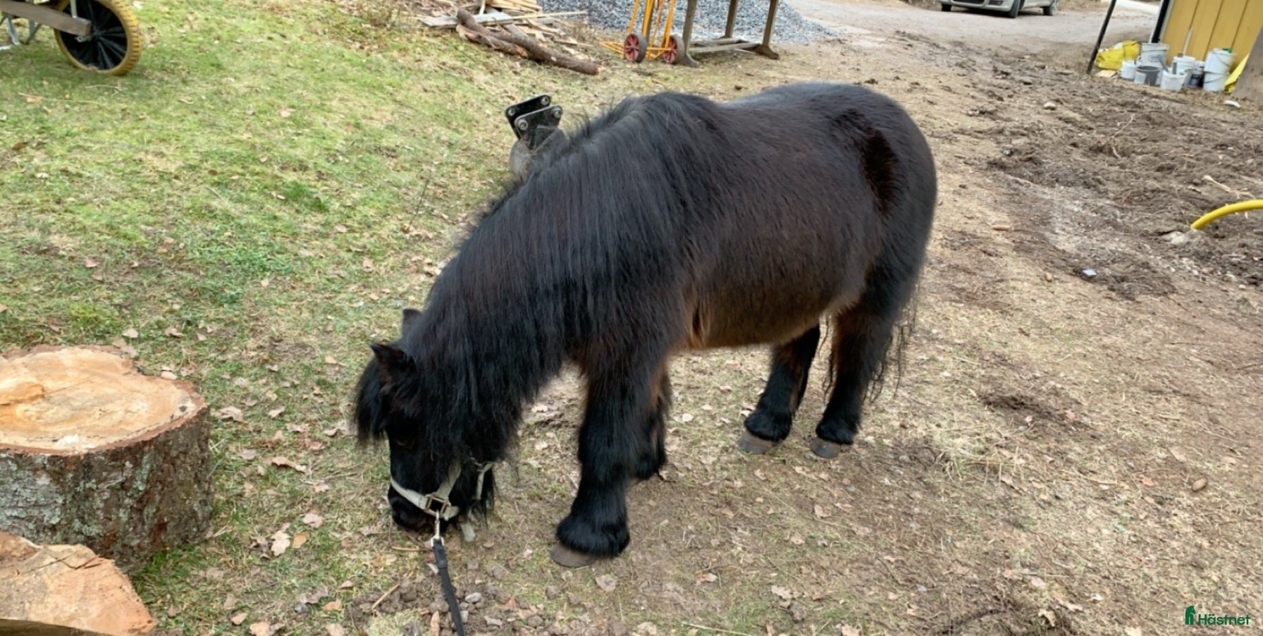  hästar Nytt hem sökes i Sorunda - Annons 1