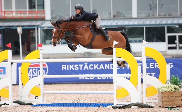  hästar i Ljungby - Annons 9