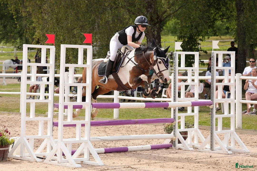 Hoppning hästar till salu: Tävlingsponny med hjärta av guld 💛  - Annons 1