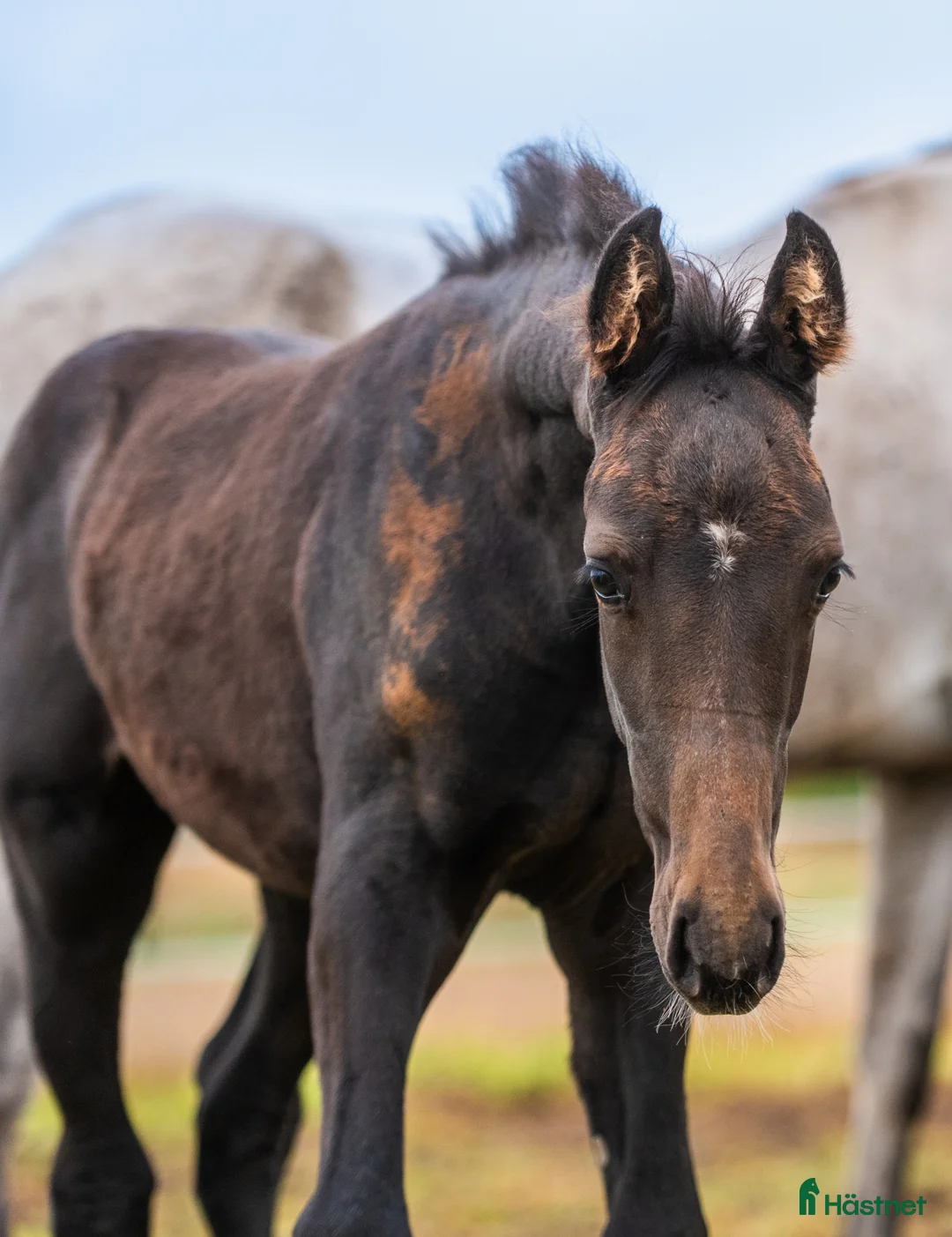 Hoppning hästar till salu: Perspektivföl!!! Qerly Chin-moderlinjen i Sjöbo - Annons 2