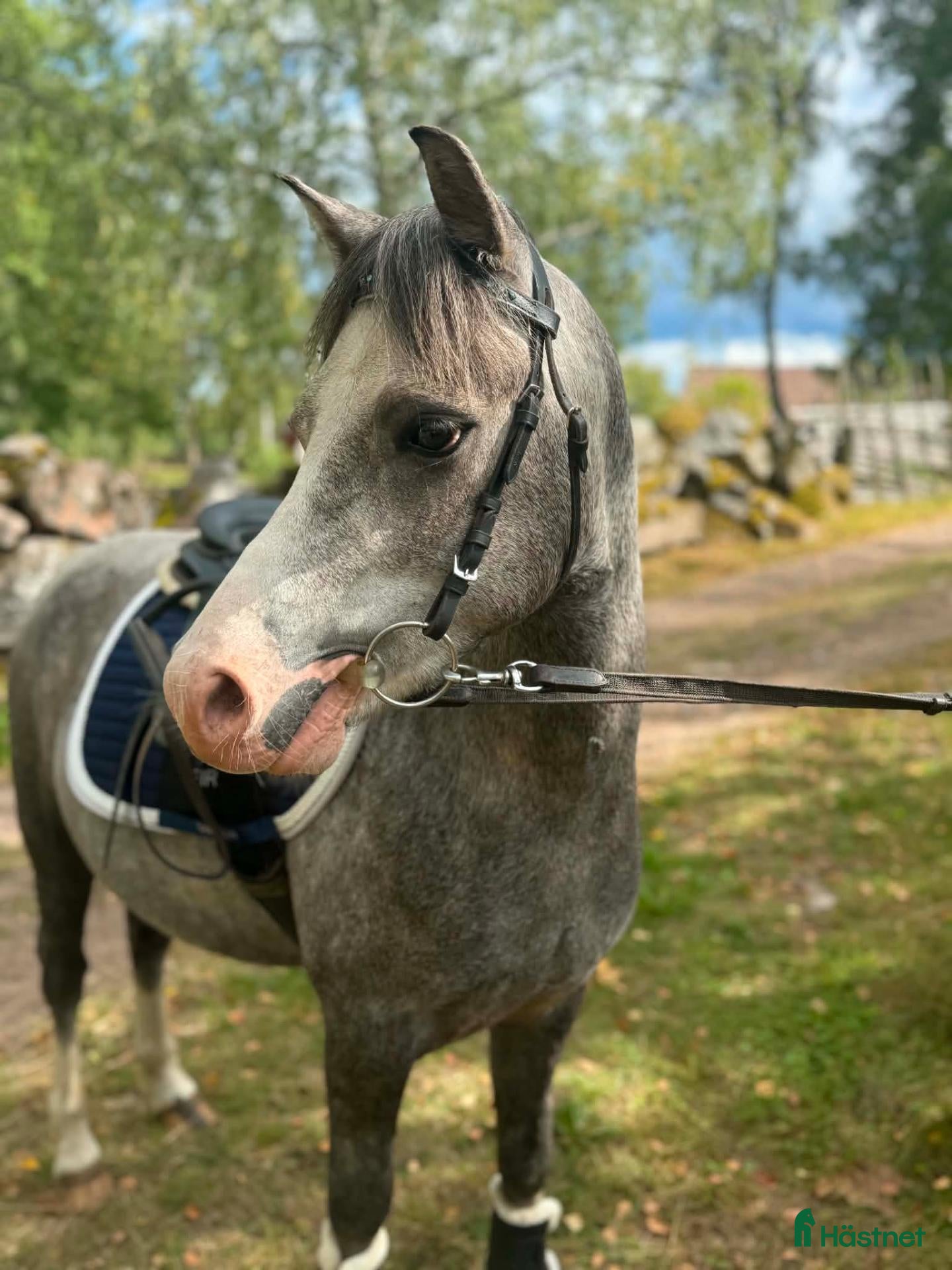  hästar Ponny för framtiden!  - Annons 19