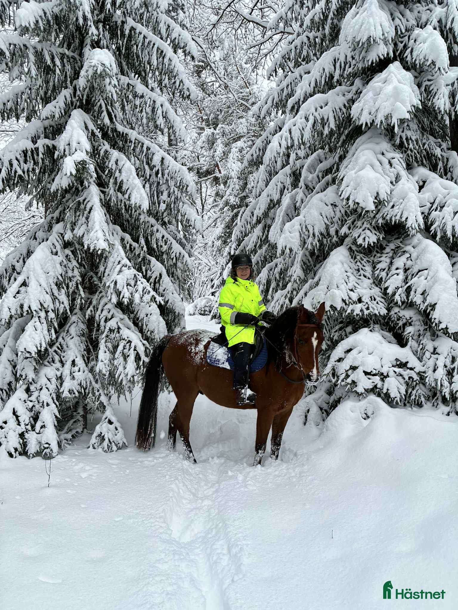  hästar Arabvalack Enköping  - Annons 2