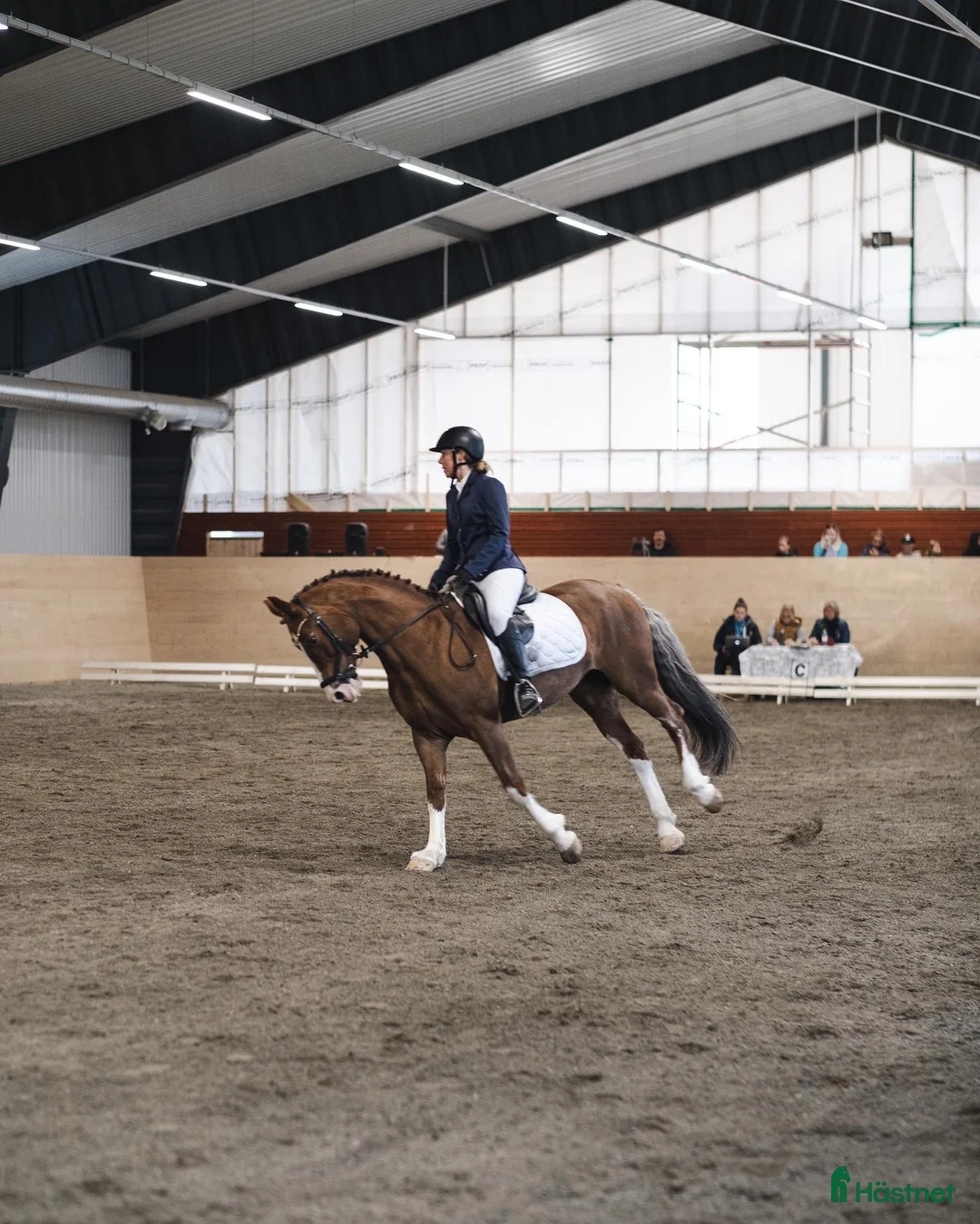 Allround hästar till salu: Vackert allround sto.  i Åre - Annons 4