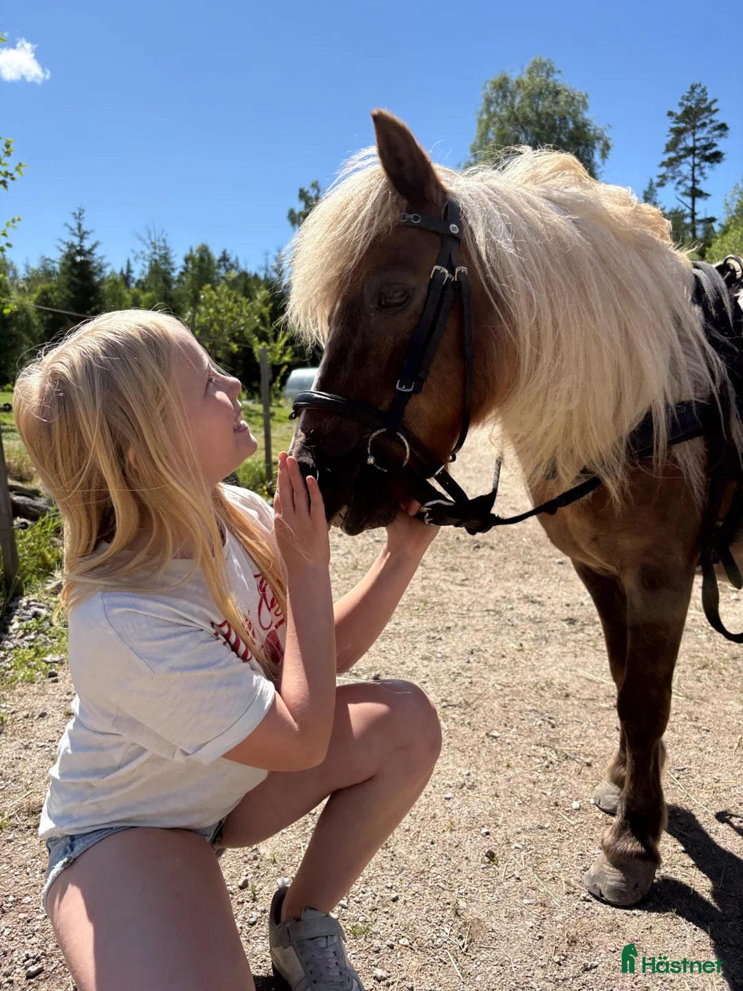 Allround hästar till salu: Välutbildad och genomsnäll! - Annons 2