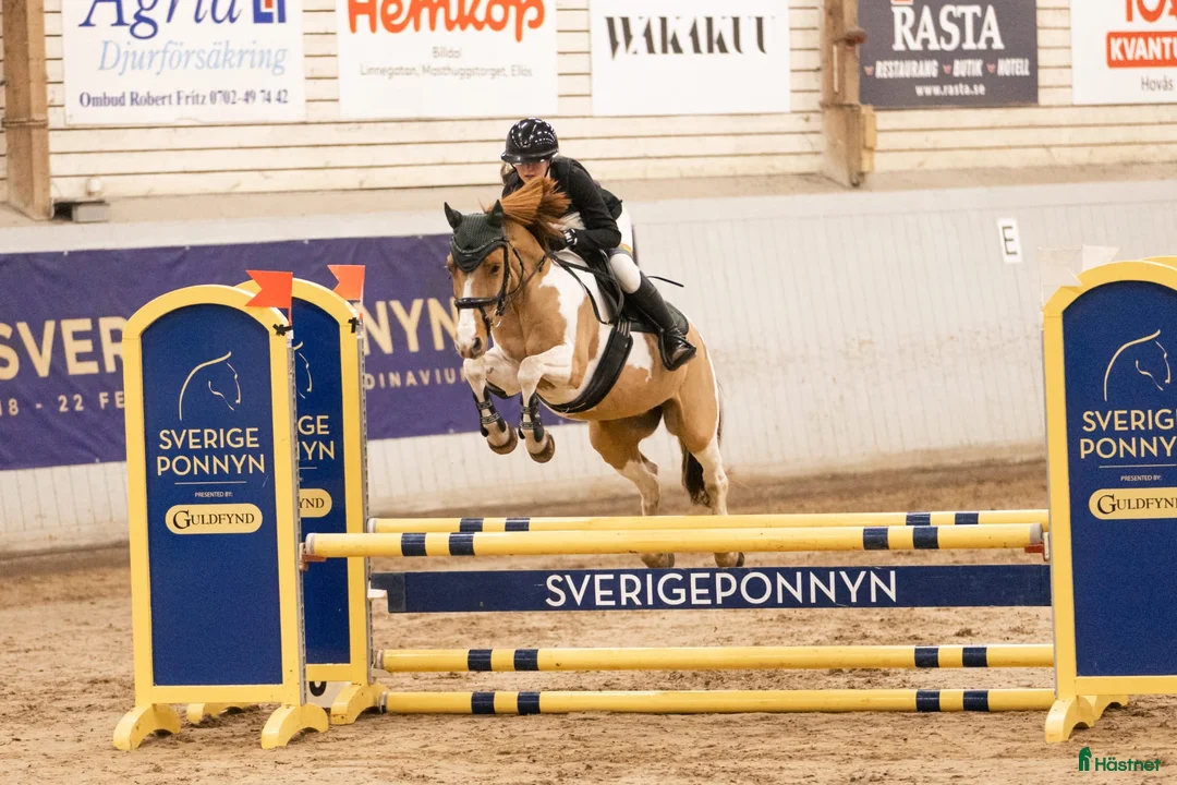 Allround hästar till salu: Okomplicerad valack  - Annons 1