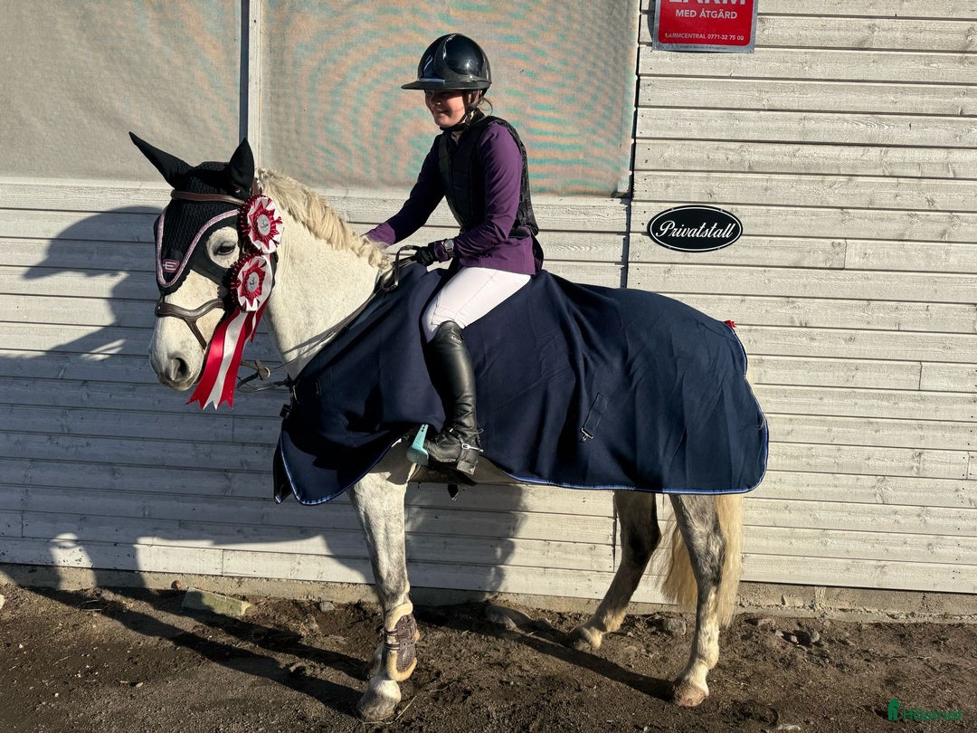 Hoppning hästar till salu: Maxat d-ponny sto med kapacitet - Annons 3