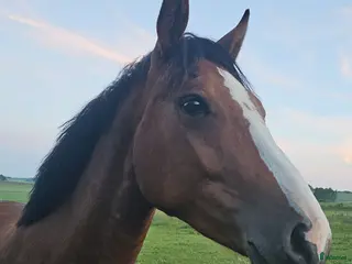 hästar Tvååring e: Zafferano - Annons 1