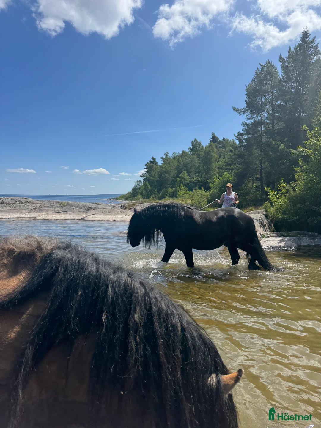 Övrigt hästar till salu: Känslig drömhäst ❤️ i Järpås - Annons 12