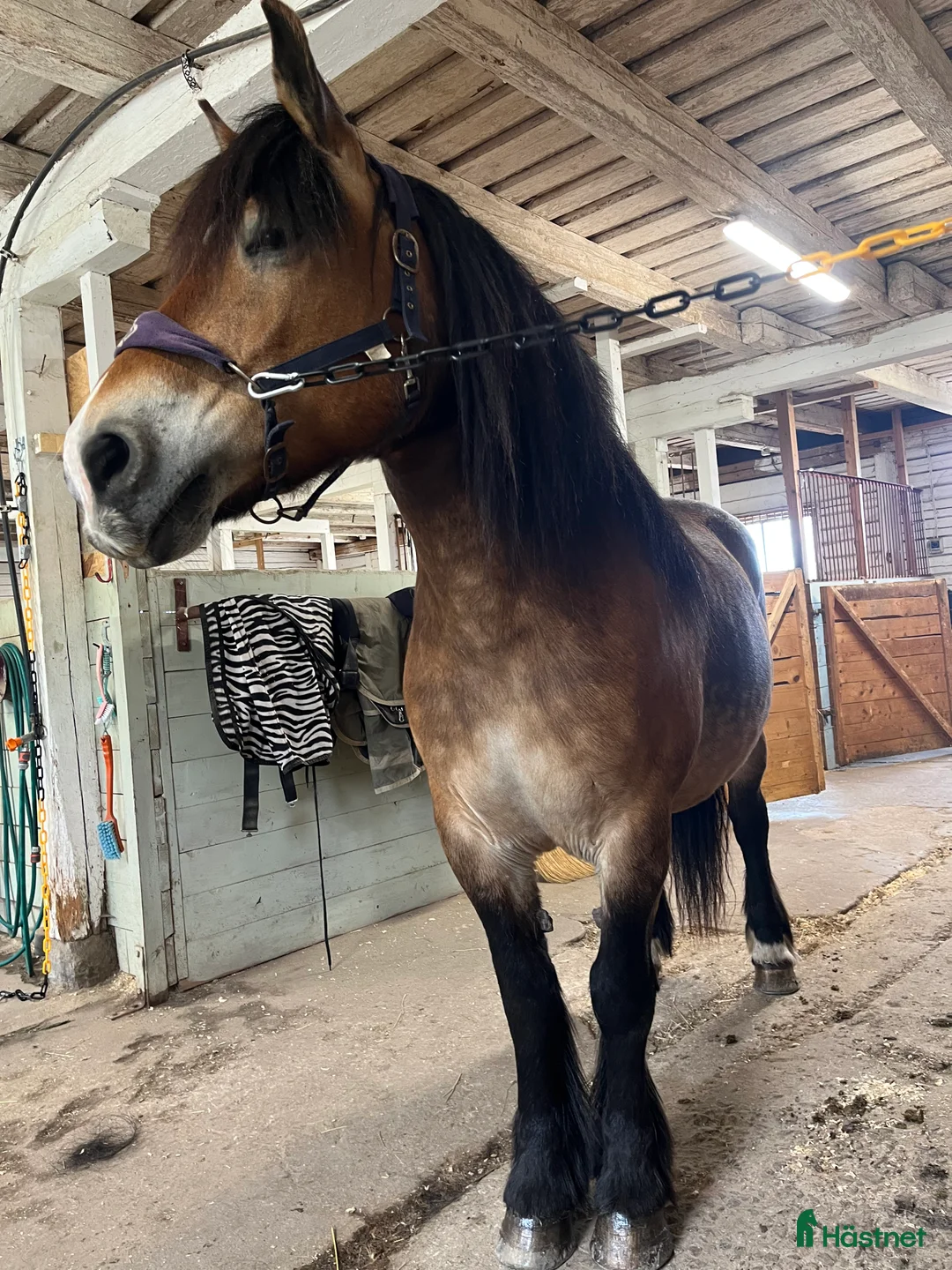 Allround hästar till salu: Trygg och lugn dam - Annons 3