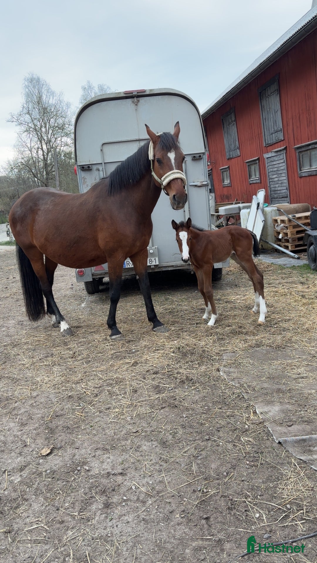 Hoppning hästar till salu: Grym rid och avelshäst i Örebro - Annons 4