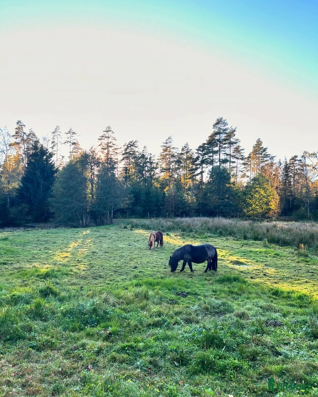  foderhäst Söker b-d ponny på foder i Västra Götaland.  - Annons 10