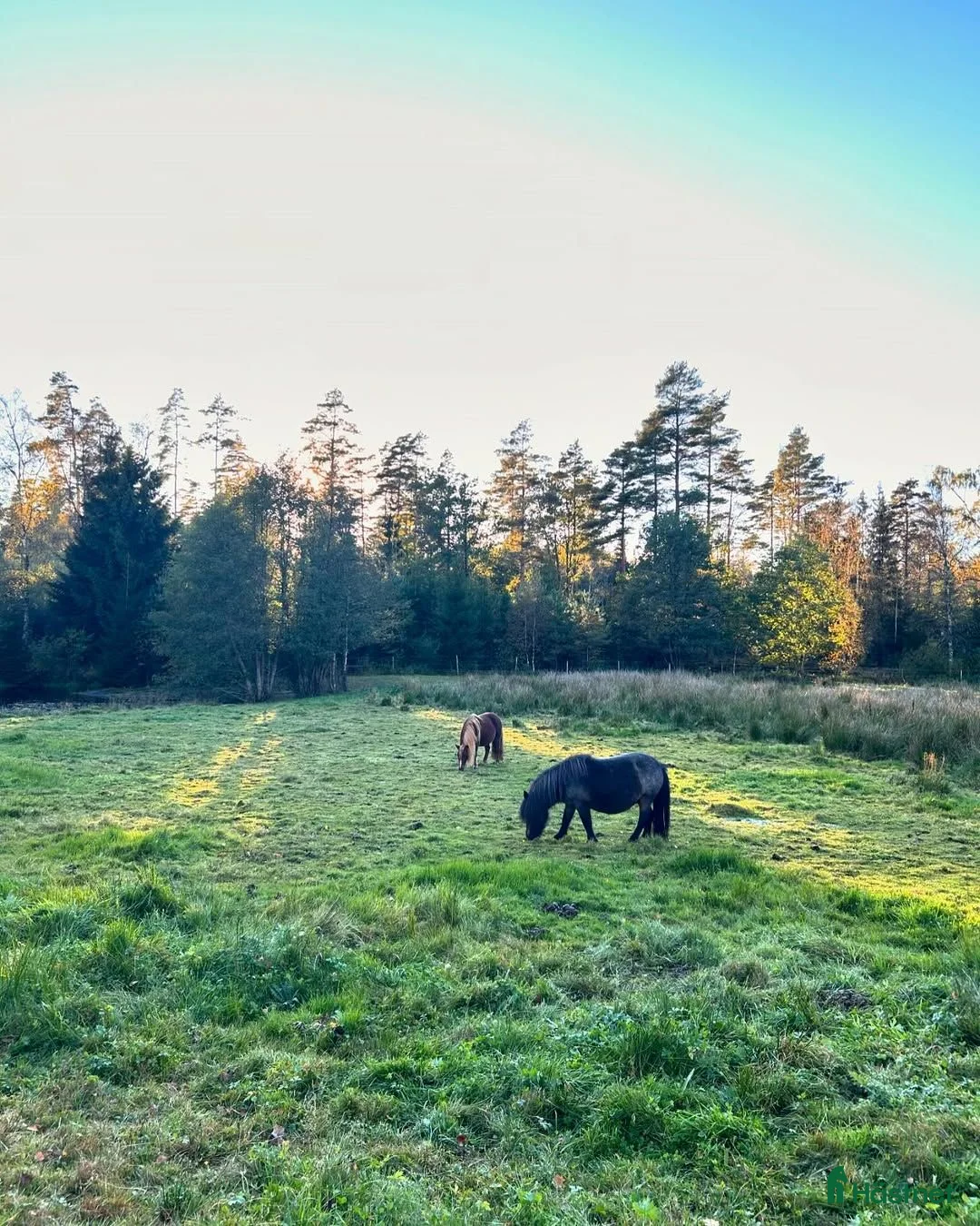 foderhäst sökes: Söker b-d ponny på foder i Västra Götaland.  i Stenkullen - Annons 1