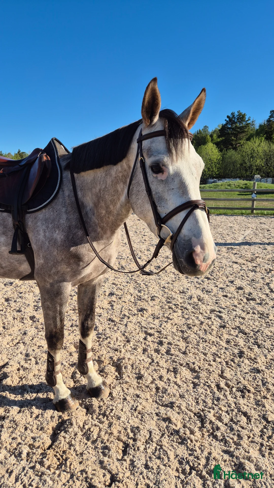Hoppning hästar till salu: Supertrevlig 4-åring - Annons 1